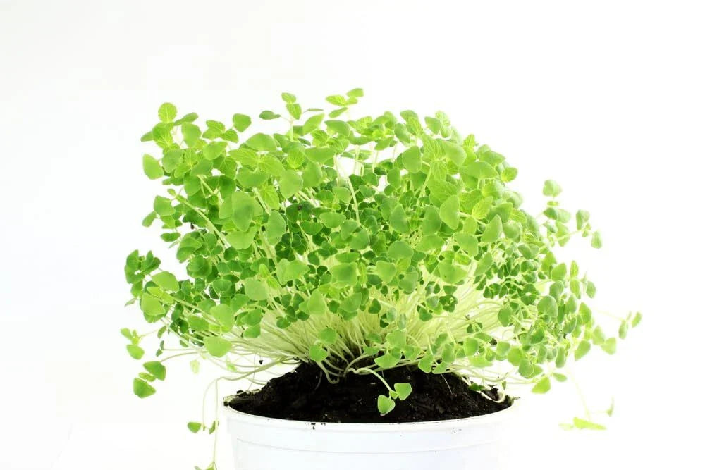 Organic Chia Seeds for Planting - Non-GMO Salvia hispanica Microgreens