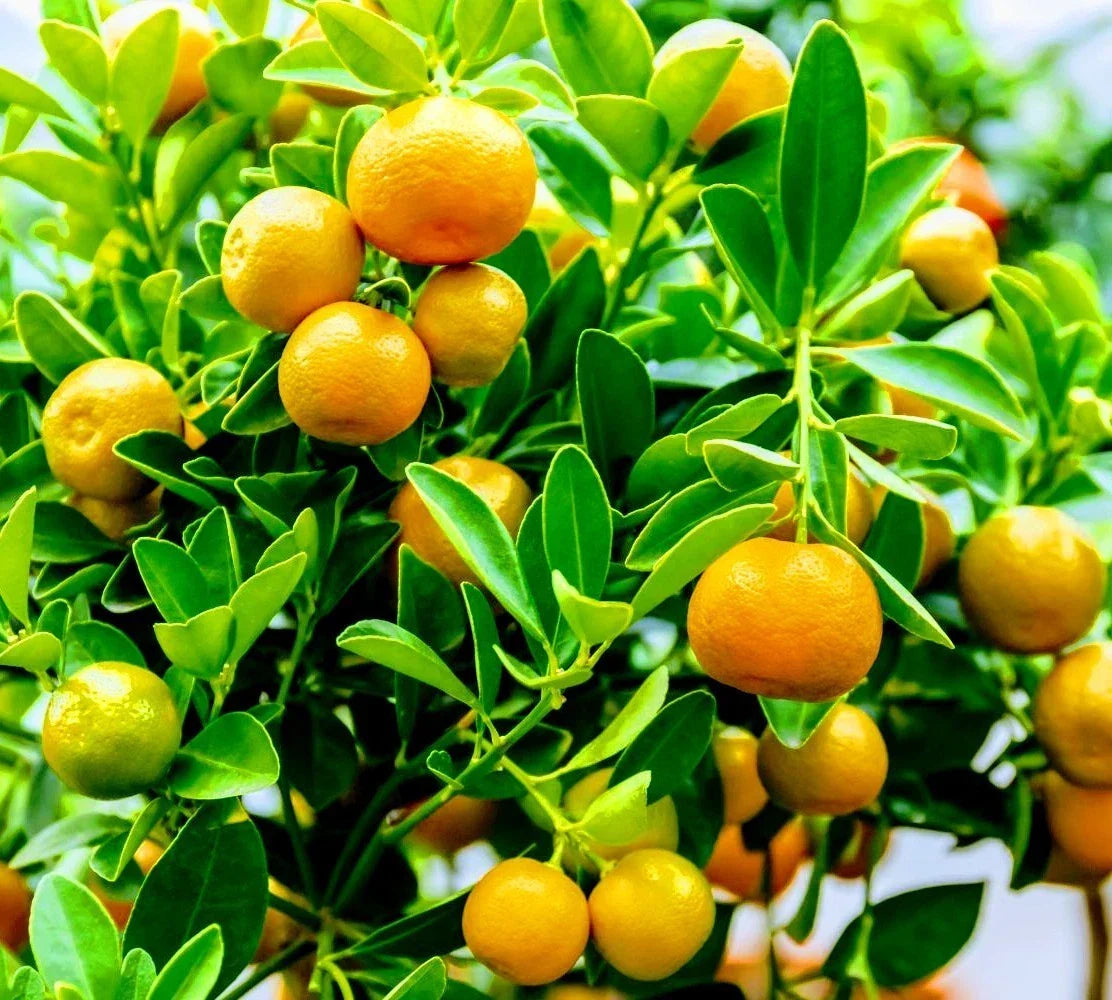 Calamondin Orange Tree - Potted Fruit Tree with Juicy Calamansi Citrus reticulata x microcarpa