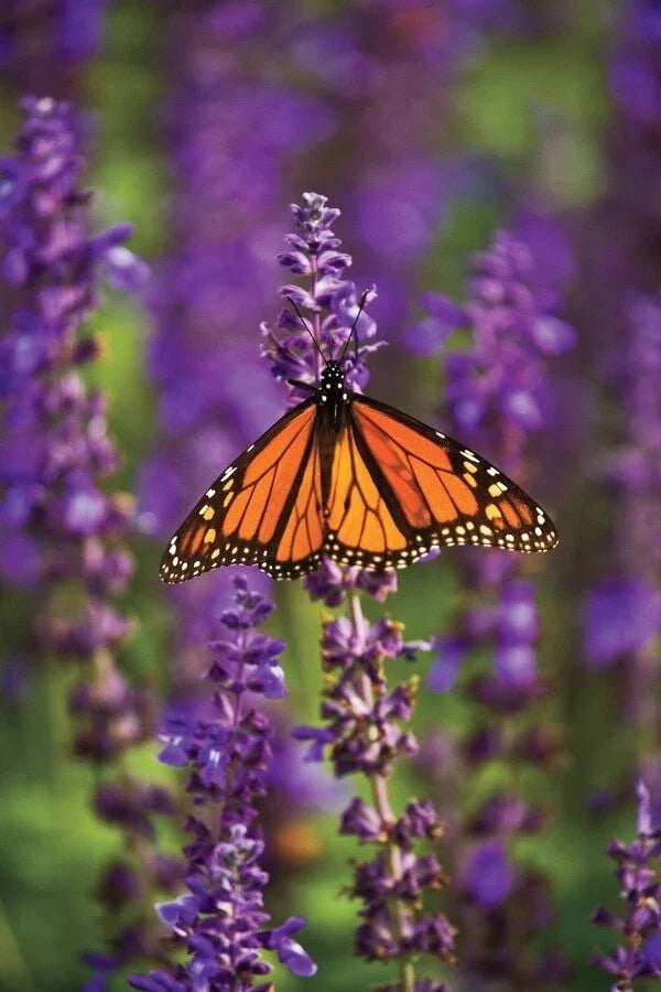 Blue Salvia Hispanica Seeds - 50 Fresh Chia Seeds for 2025 - Ornamental Blue Flowers - Salvia Hispanica