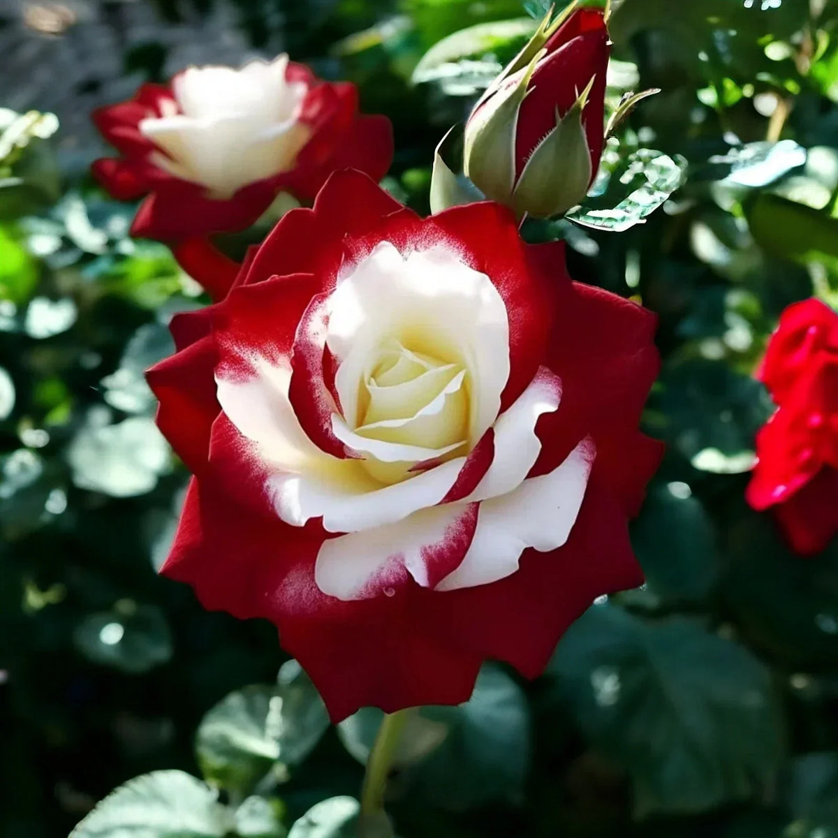 Rare Twin Roses Seeds - 20pcs Non-GMO Heirloom Rosa spp. with Sunset Hues