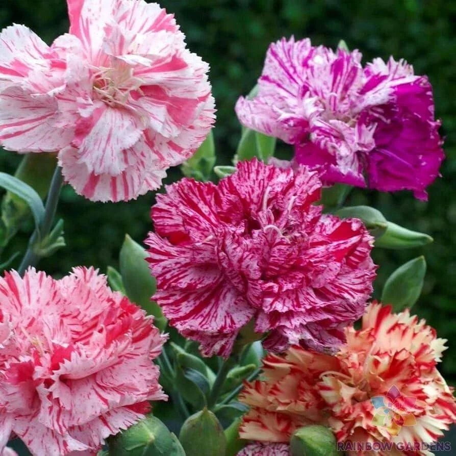 Double Picotee Mix Carnation Seeds - 200+ Pack - Dianthus caryophyllus - USA