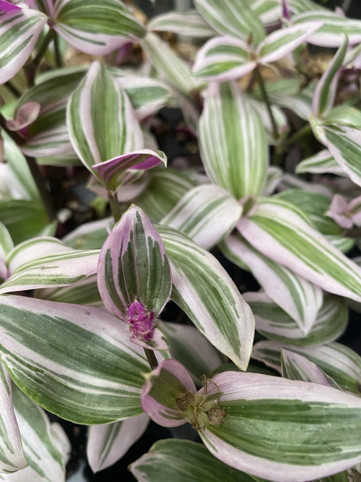 Tradescantia Nanouk Live Houseplant - 2 Rooted Cuttings with Colorful Variegated Foliage - Easy Care Indoor Plant