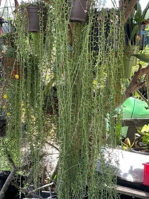String of Bananas Cuttings - 20 Pieces, Senecio Radicans, Succulent Plant for Indoor Gardening