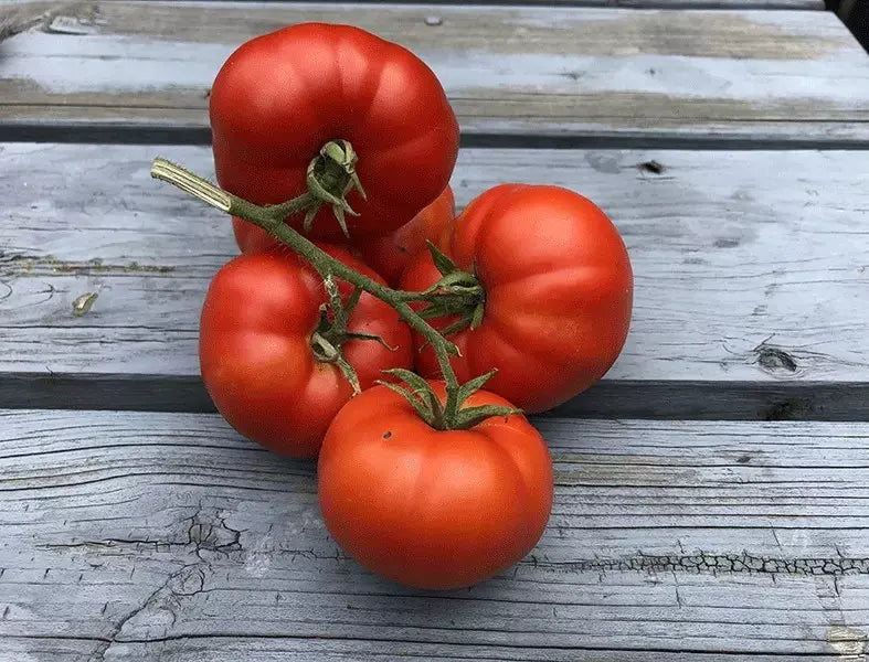 Sub Arctic Plenty Tomato Seeds – Heirloom Organic Non-GMO – Fast-Growing, Juicy Tomatoes – Solanum lycopersicum