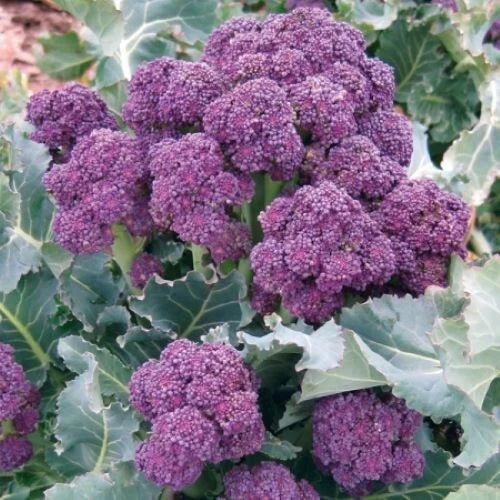 Purple Broccoli Seeds - 200+ Burgundy Sprouting, Cold Hardy Vegetable Seeds, Brassica oleracea var. italica