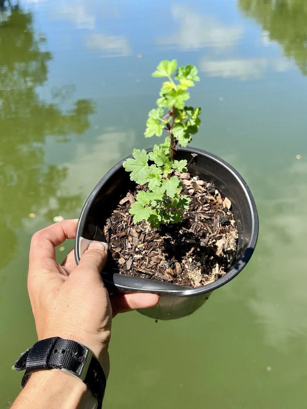 Black Velvet Gooseberry Starter Plant - Ribes nigrum, Well-Rooted Berry Bush for Zones 3-8, Compact 3-4 ft, Superfood Fruit Plant