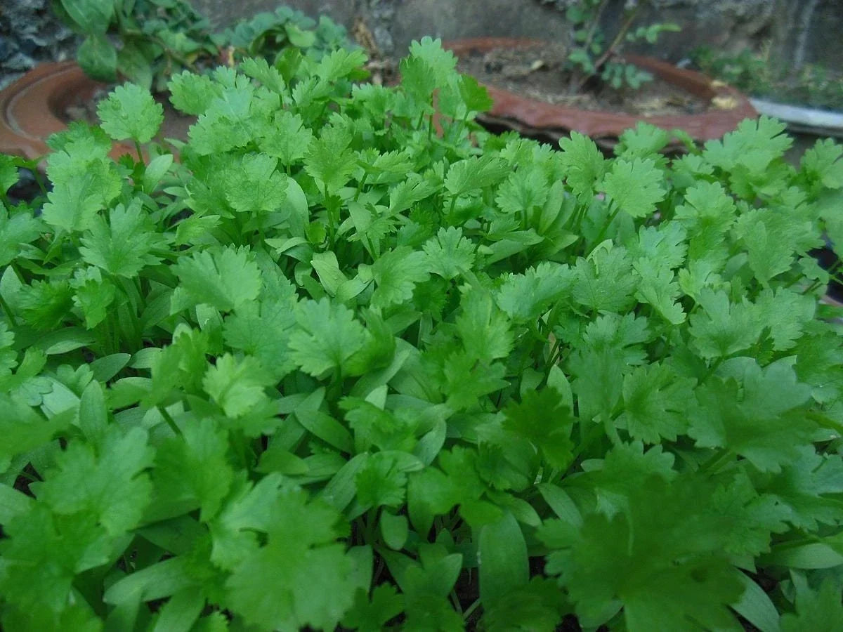 Non-GMO Cilantro Seeds for Gardening | Coriandrum sativum Herb Seeds | Indoor & Outdoor Planting
