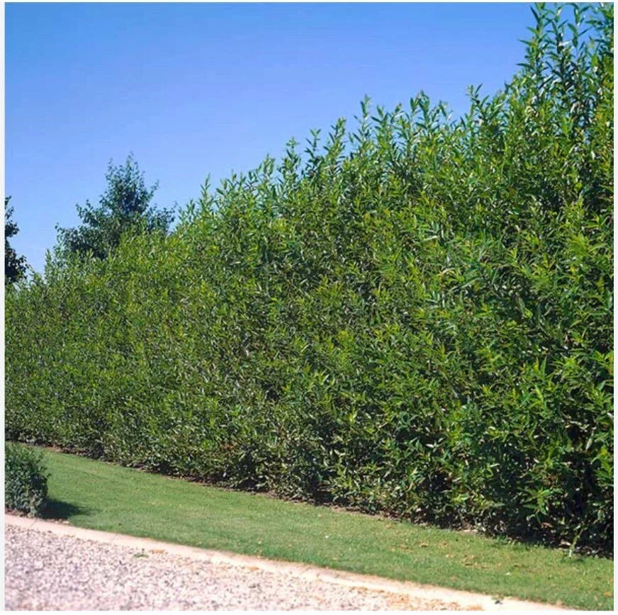 Austree Hybrid Willow Tree Cuttings - 10 Inch Fast Growing Salix × sepulcralis - 60 Pack for Privacy & Shade