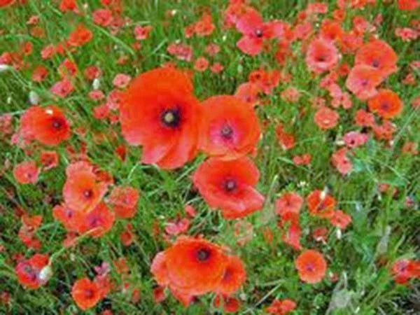 Shirley Poppy Seeds - 500 Bright Red Flower Seeds - Papaver rhoeas - Easy to Grow Wildflower Garden Seeds