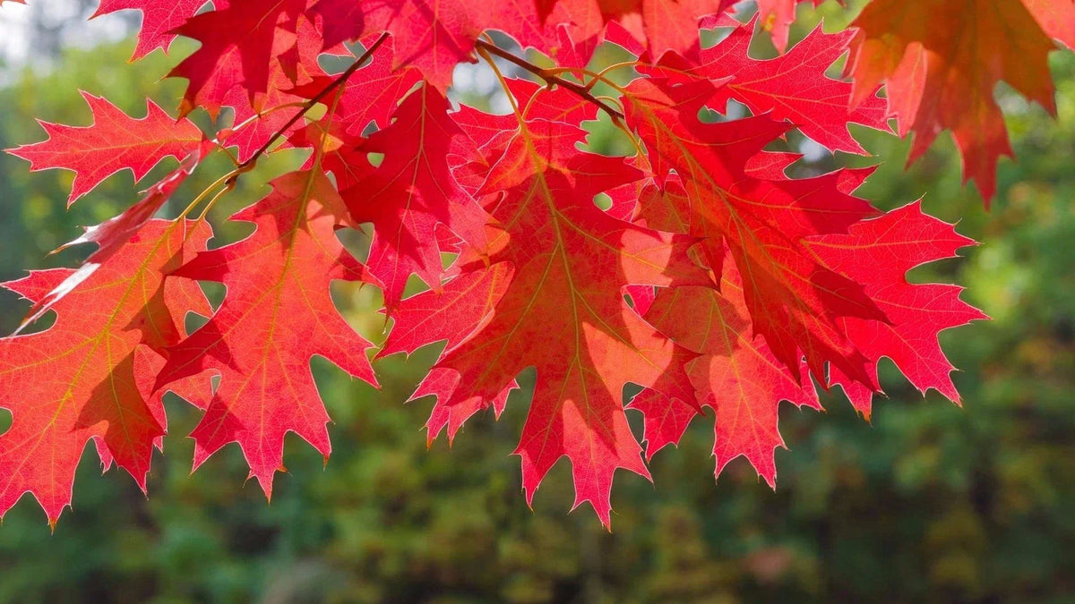 Red Oak Tree Seedlings | Live 1-2 Foot Quercus rubra Trees | No Ship to California