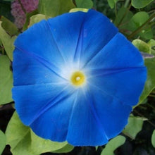 Heavenly Blue Morning Glory Seeds | 5" Blue Flowers | Ipomoea Tricolor | Non-GMO, Easy to Grow, Garden Planting