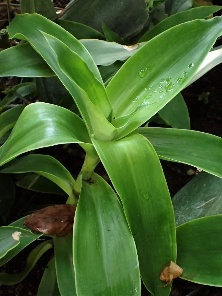 Basket Plant Cuttings, Callisia Fragans, Indoor Trailing Green Plant, Propagation Bundle, 5 Healthy Cuttings
