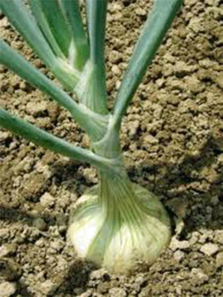 Spanish White Onion Seeds - Heirloom Non-GMO Allium cepa, 500 Seeds for Sweet, Flavorful Onions