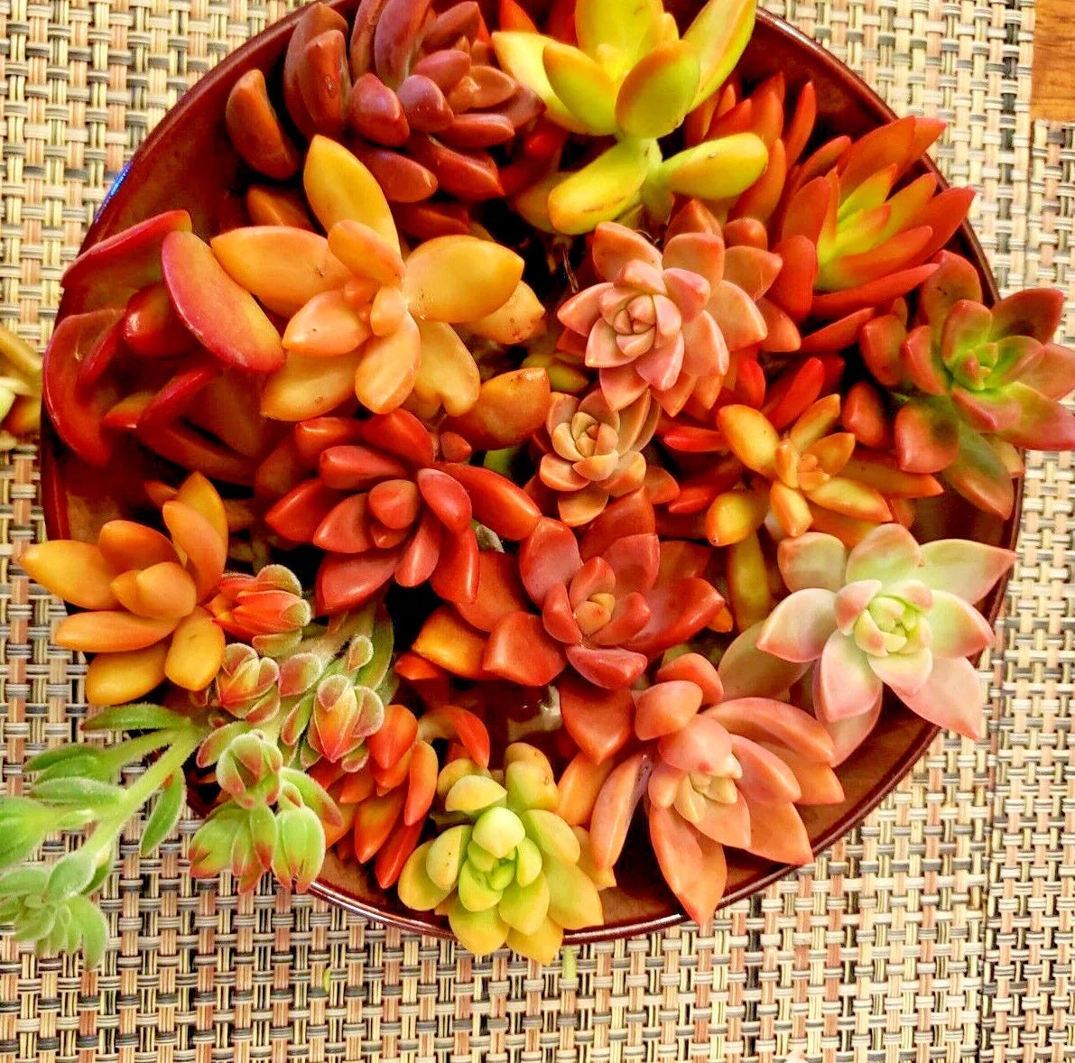 Succulent Cuttings Pack - 12 Assorted Varieties in Red, Pink, Orange - Echeveria, Sedum, Crassula, Aeonium, Kalanchoe