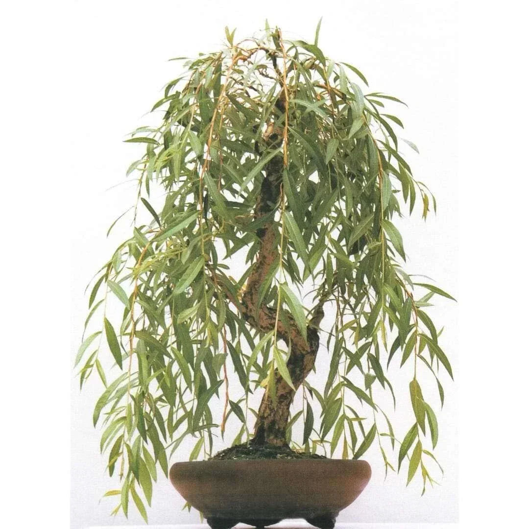 Anna's Weeping Willow Bonsai Tree Cutting - Gold Bark & Vibrant Green Foliage - Salix babylonica