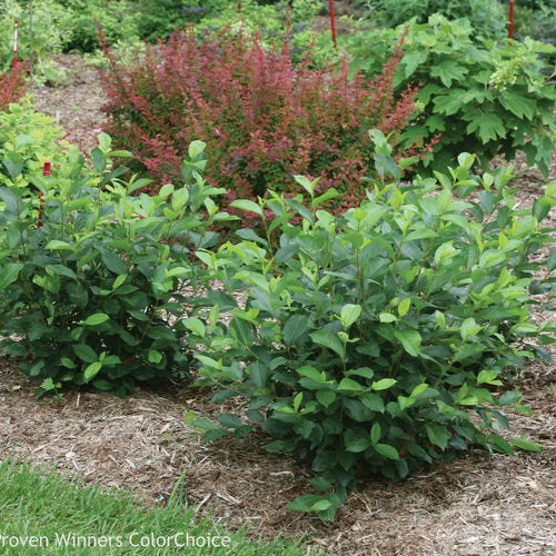 Aronia melanocarpa Black Chokeberry Cuttings Set of 12 Unrooted Fruit-Bearing Shrub for Garden and Landscape