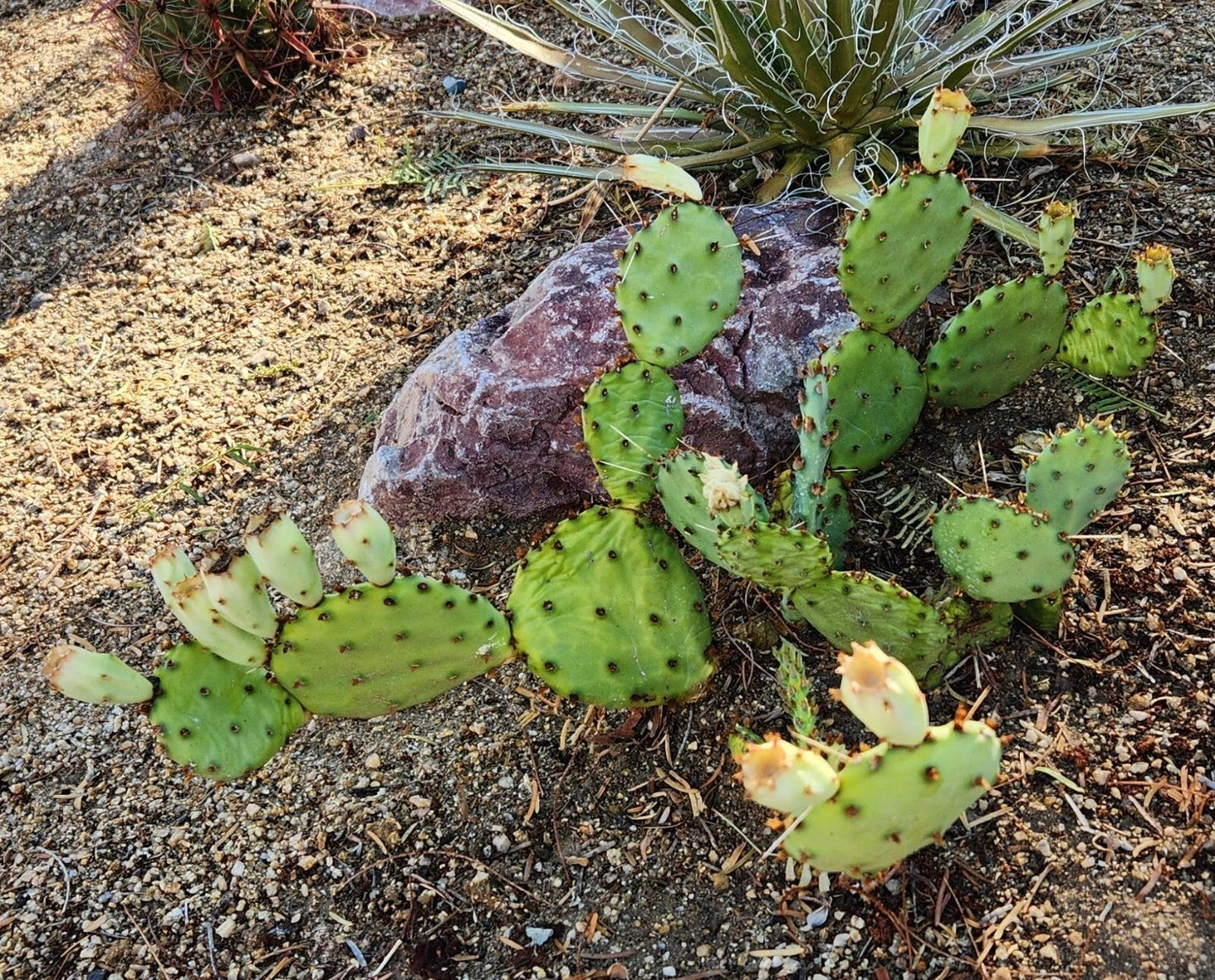 Opuntia Macrorhiza Twist-Spine Prickly Pear Cactus Pad Cutting, Native Texas Succulent, Drought-Tolerant, Easy Care, Rock Garden Plant