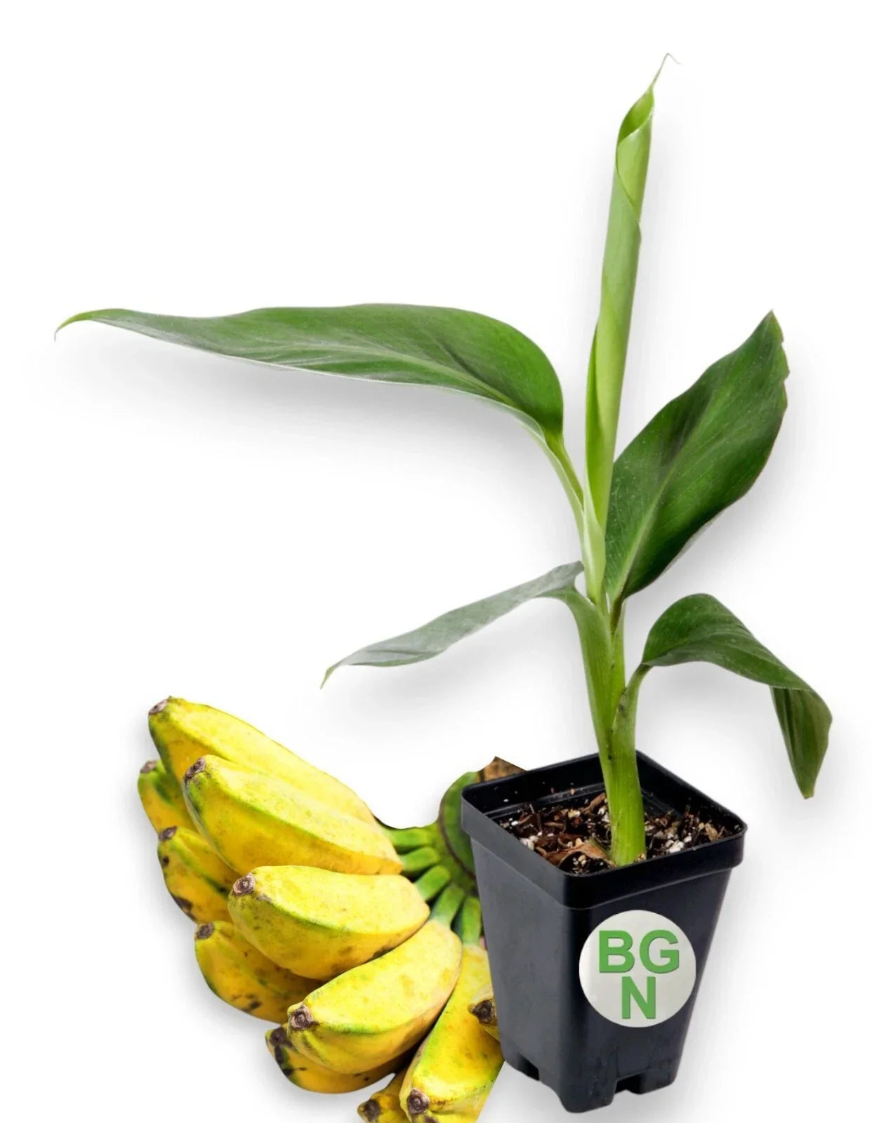 Burro Banana Plant Live 4-Inch Pot Musa acuminata 'Burro' Variegated Tropical Foliage