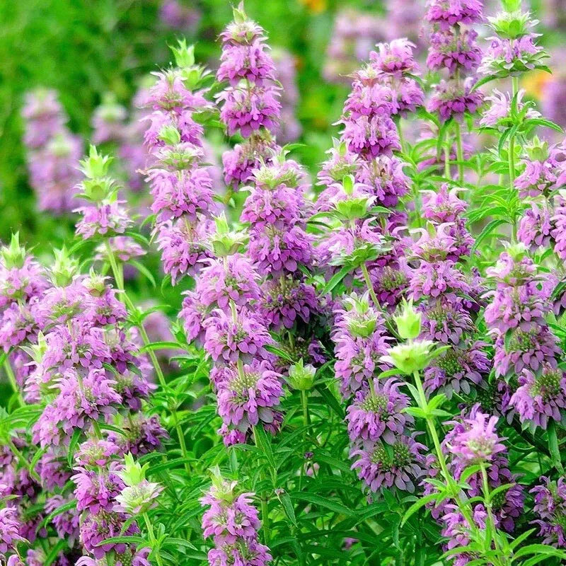 Monarda citriodora Seeds | Lemon Bee Balm | 1000+ Seeds for Herb Garden & Pollinator Attractant