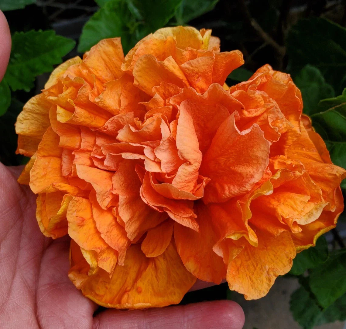 Hibiscus Starter Plant 5" Orange Blooms Jane Cowell Hibiscus rosa-sinensis Tropical Indoor Outdoor