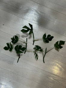 Mini Monstera Cuttings - Rhaphidophora Tetrasperma Propagation - Indoor Plant Clippings with 2 Leaves & Nodes