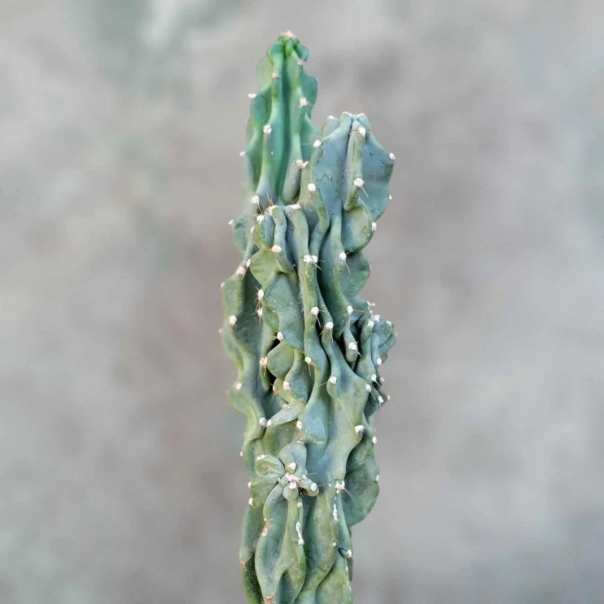 Cereus peruvianus var. monstrose Potted Succulent - Peruvian Apple Cactus - Unique Twisted Growth - Indoor Outdoor Plant