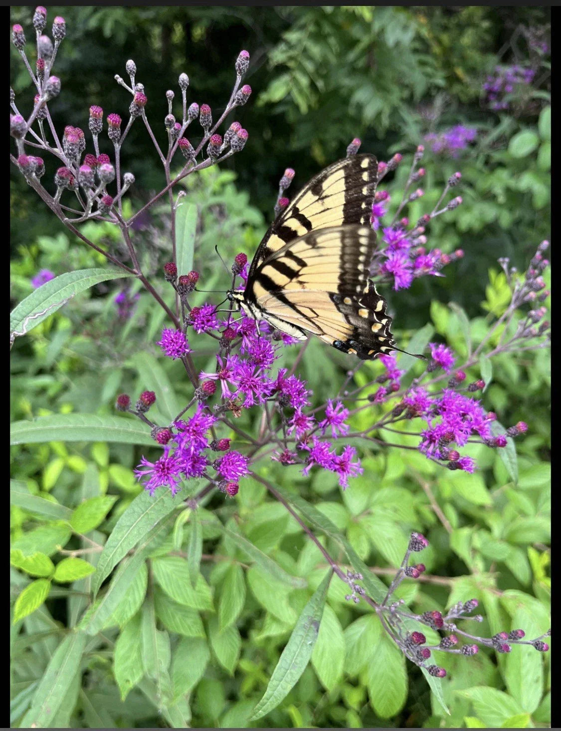 Live Bare Root Joe Pye Plant, Eupatorium purpureum, Perennial Flowering Plant, Butterfly Attractant, Fast Growing, 4 Rhizomes