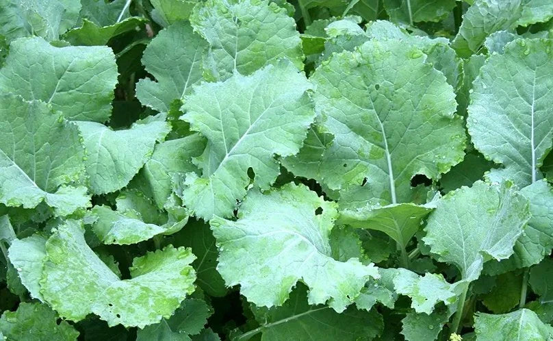Kale Seeds 300+ Non-GMO Premier Early Hanover Vegetable Seeds for Home Gardeners, Brassica oleracea var. sabellica
