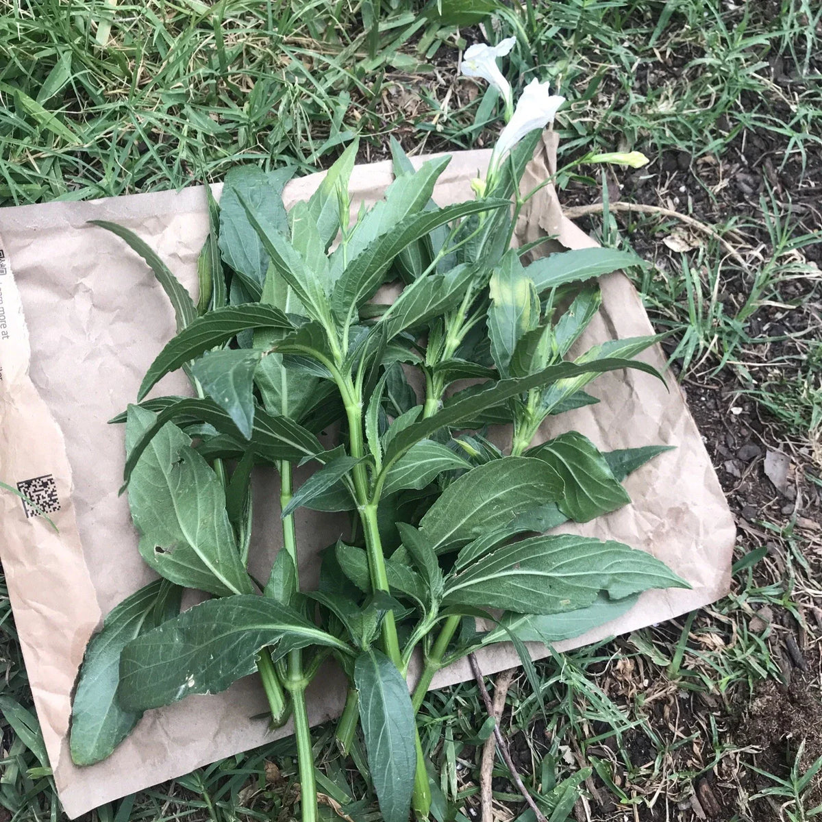 White Mexican Petunia Cuttings 6-8" Ruellia Tuberosa Live Unrooted 4 Pack Rare Garden Plant