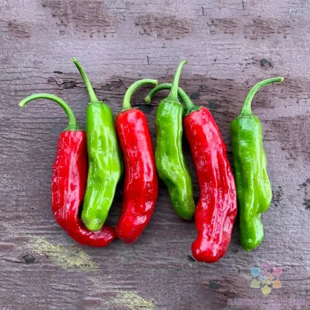 Shishito Hot Pepper Seeds - 25+ Count - Capsicum annuum - USA Grown