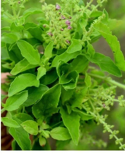 Organic Tulsi Seeds - 200+ Holy Basil Herb Seeds, Medicinal Ocimum tenuiflorum, Non-GMO, Culinary & Medicinal Plant