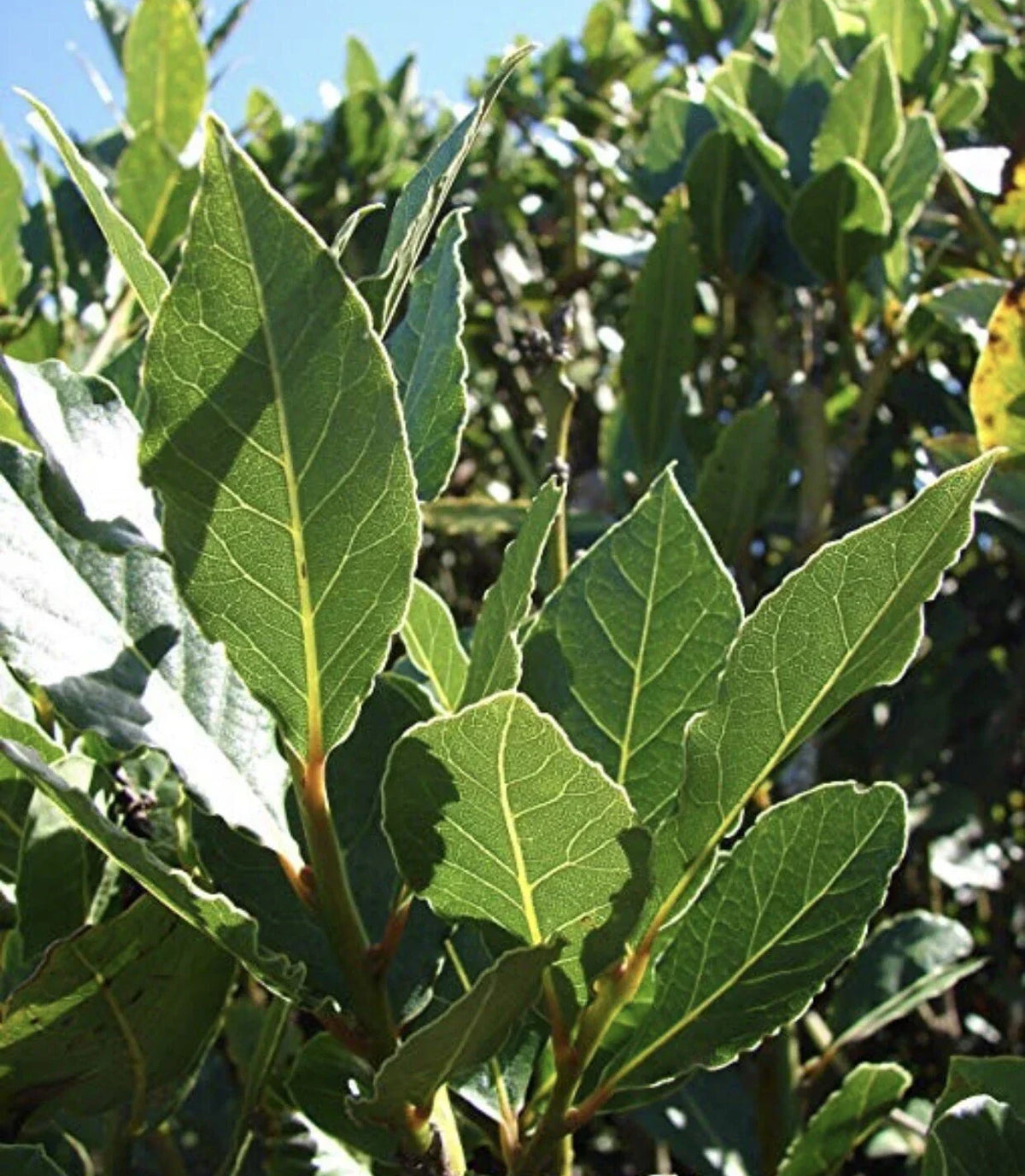 Sweet Laurel Bay Tree Cuttings - 10 Premium Laurus nobilis Cuttings