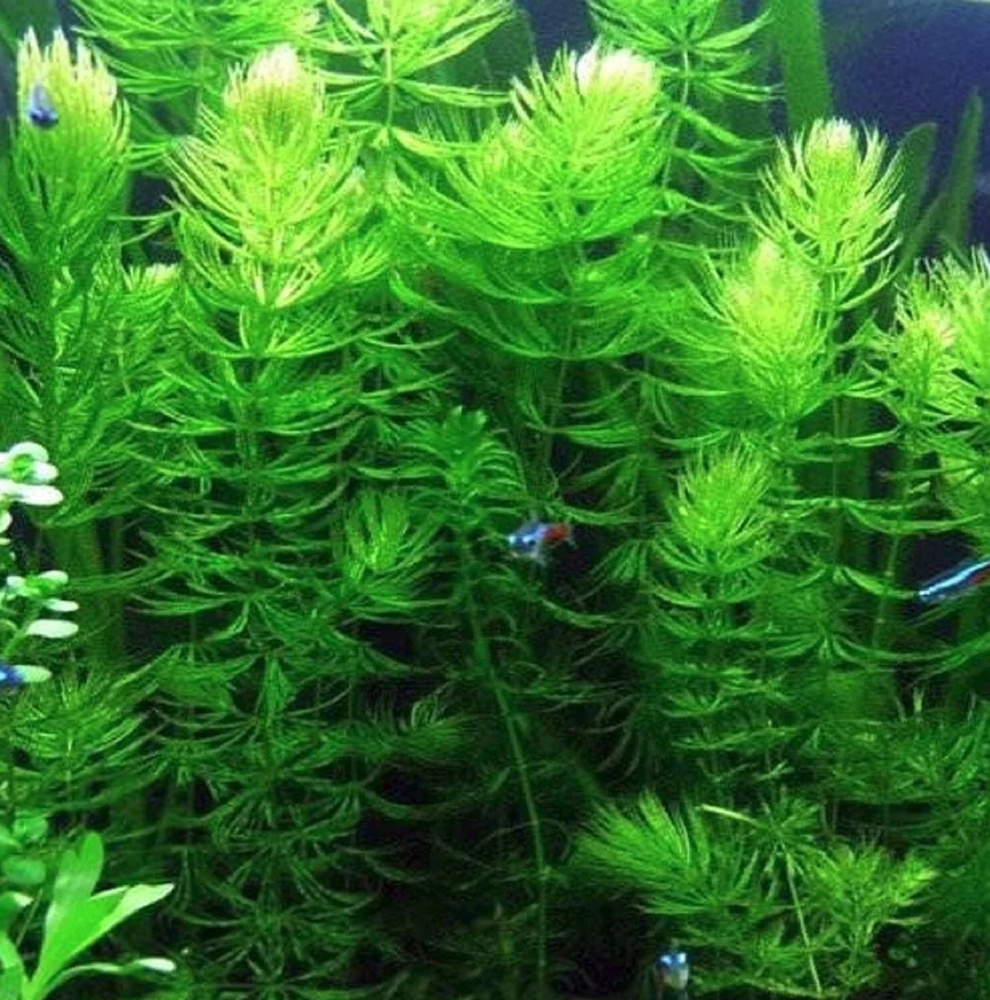 Hornwort Coontail Live Aquatic Plant - 3 Stems for Freshwater Aquarium - Ceratophyllum demersum