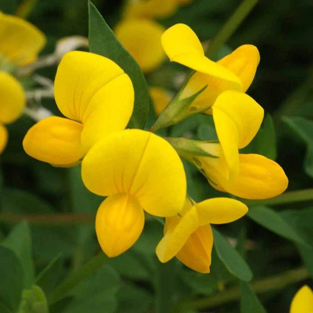 Bird's Foot Trefoil Wildflower Seeds 1/4 Lb Mylar Packet Lotus corniculatus Perennial Pollinator-Friendly