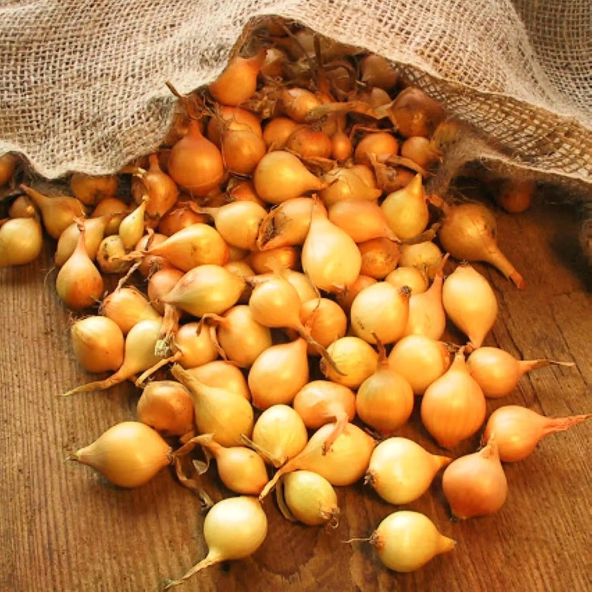 Stuttgarter Onion Sets for Planting - Allium cepa Bulb Variety, 1 lb