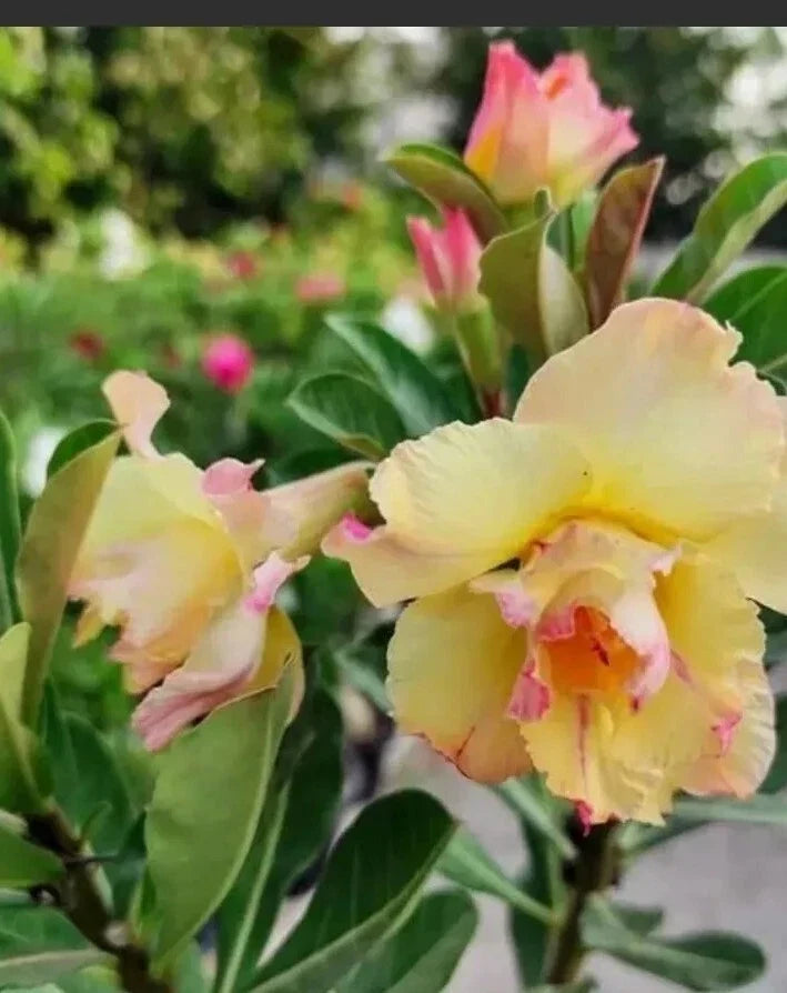 Desert Rose Adenium Plant 2.5" Starter Pot Double Yellow Pink Shades, Drought-Tolerant, Indoor Outdoor