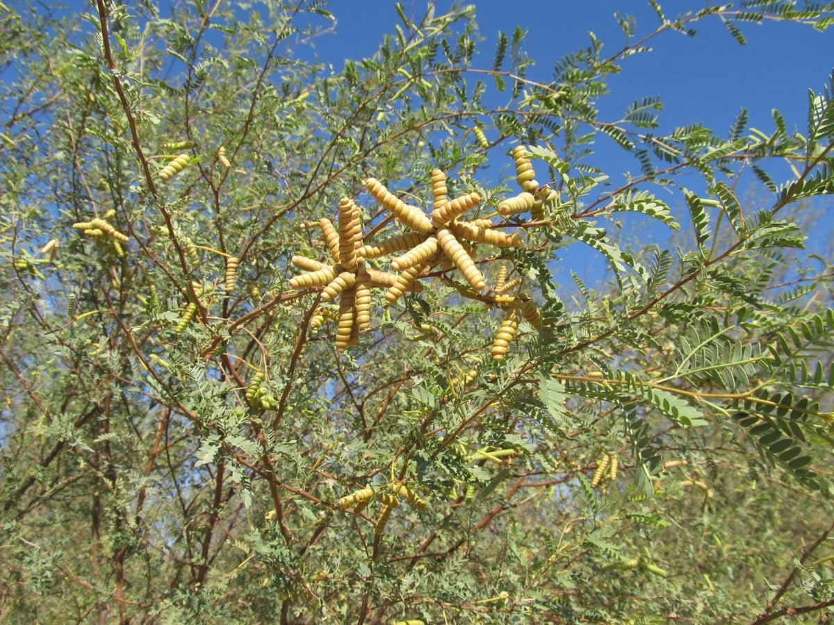 Screw Bean Mesquite Tree Seeds - 10 Seed Pods - Prosopis Pubescens - Drought-Tolerant Native Tree