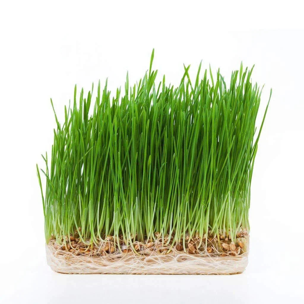 5 Gallon Bucket Hydro Wheatgrass Seeds - Certified Organic 1 LB Triticum aestivum