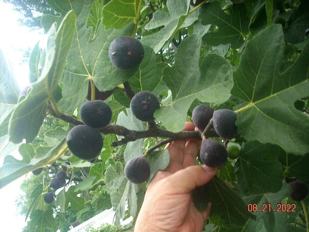 Fig Tree Cuttings Set of 6 - Takoma Violet Ficus carica for Home Garden & Container Planting