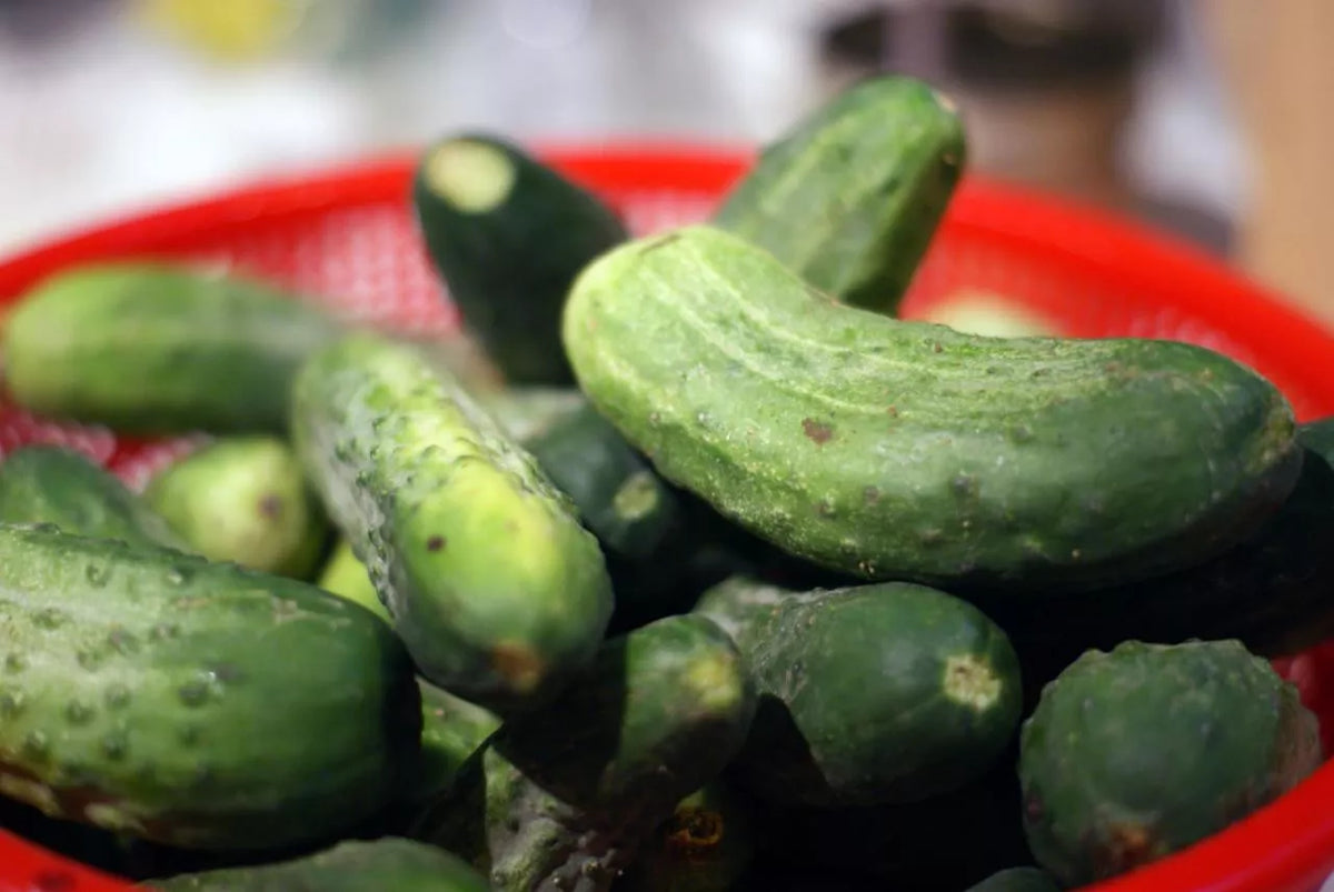 Pickling Cucumber Seeds for Canning, 55 Seeds, GroCo Variety, Cucumis sativus, Vining, Home Garden, Crunchy, Flavorful