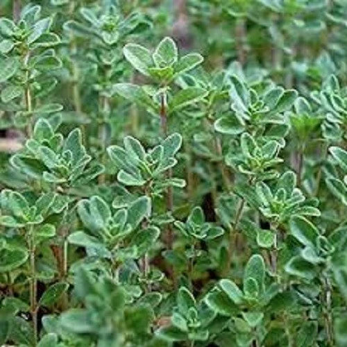 Organic Thyme Seeds - Heirloom Thymus vulgaris Culinary Herb Pack for Garden or Pots