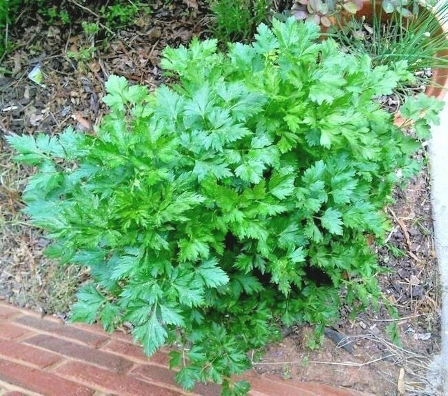 Organic Italian Flat Leaf Parsley Seeds - 300+ Count, Culinary Herb for Garden Containers, Petroselinum crispum