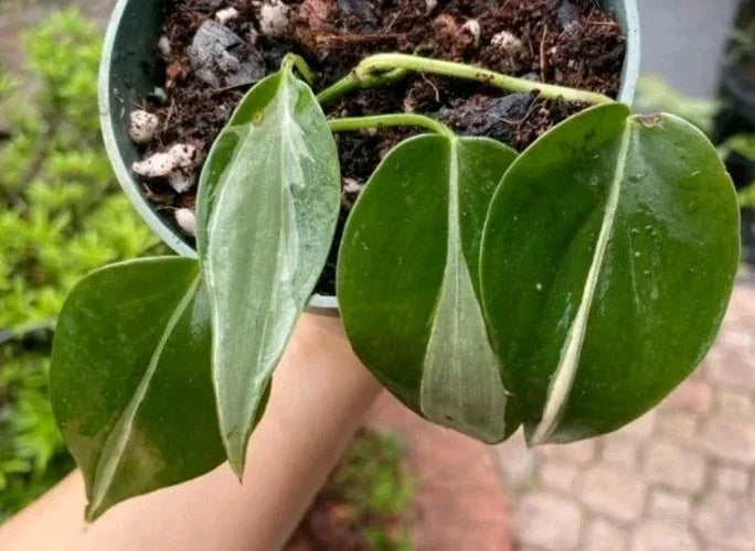 Philodendron RIO Cuttings 3-Pack with Care Guide | Variegated Philodendron hederaceum Brasil Indoor Plant