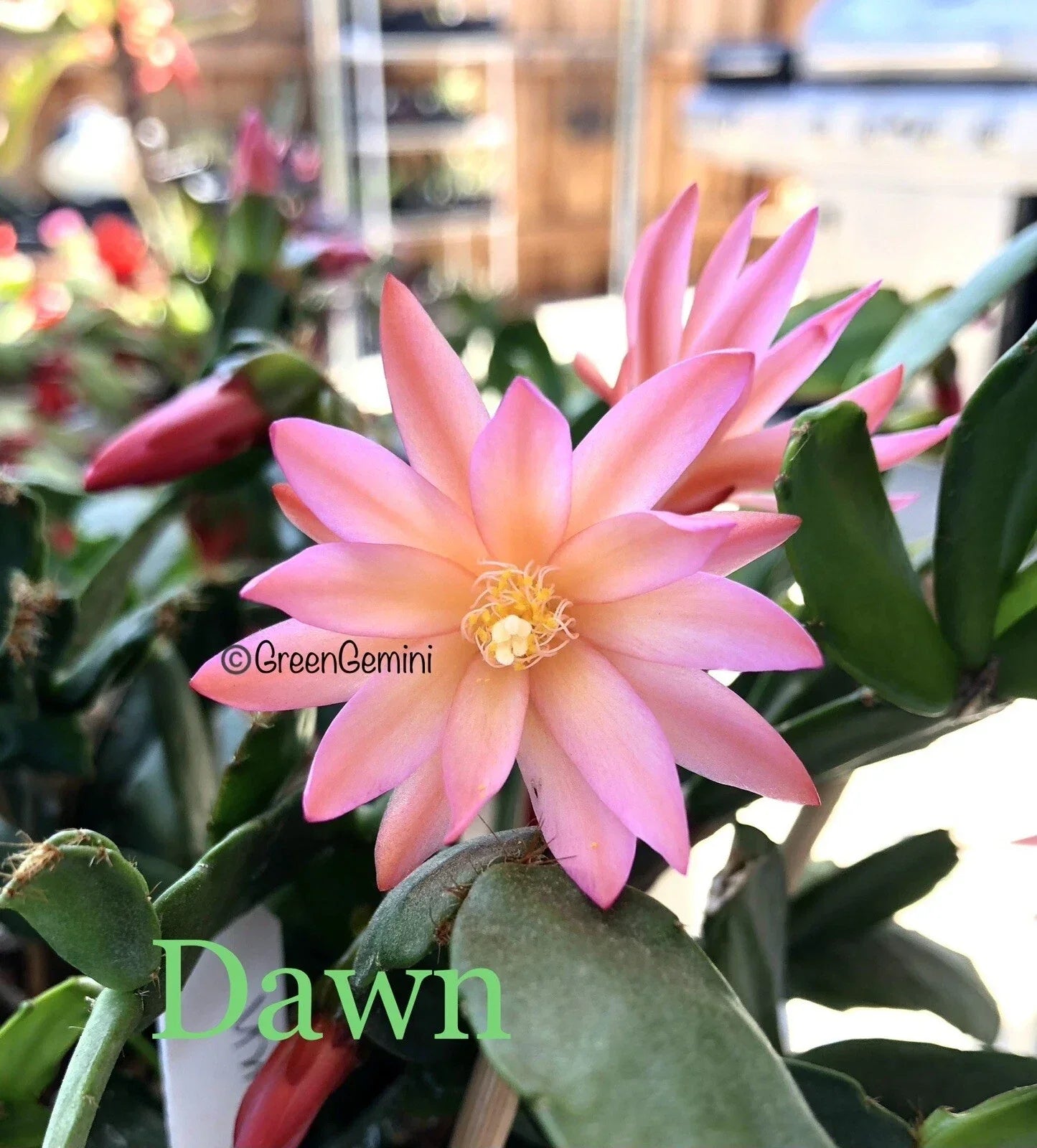 Easter Cactus Cuttings - 3 Rhipsalidopsis Hatiora Succulent Propagation Plant for Indoor & Outdoor Gardening
