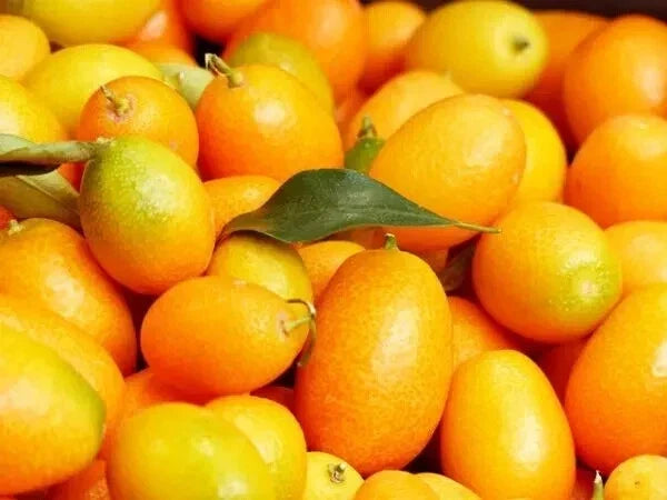 Nagami Kumquat Seeds - 12 Pack, Citrus Japonica, Edible Fruit, Non-GMO, USA Seller, 2024 Crop
