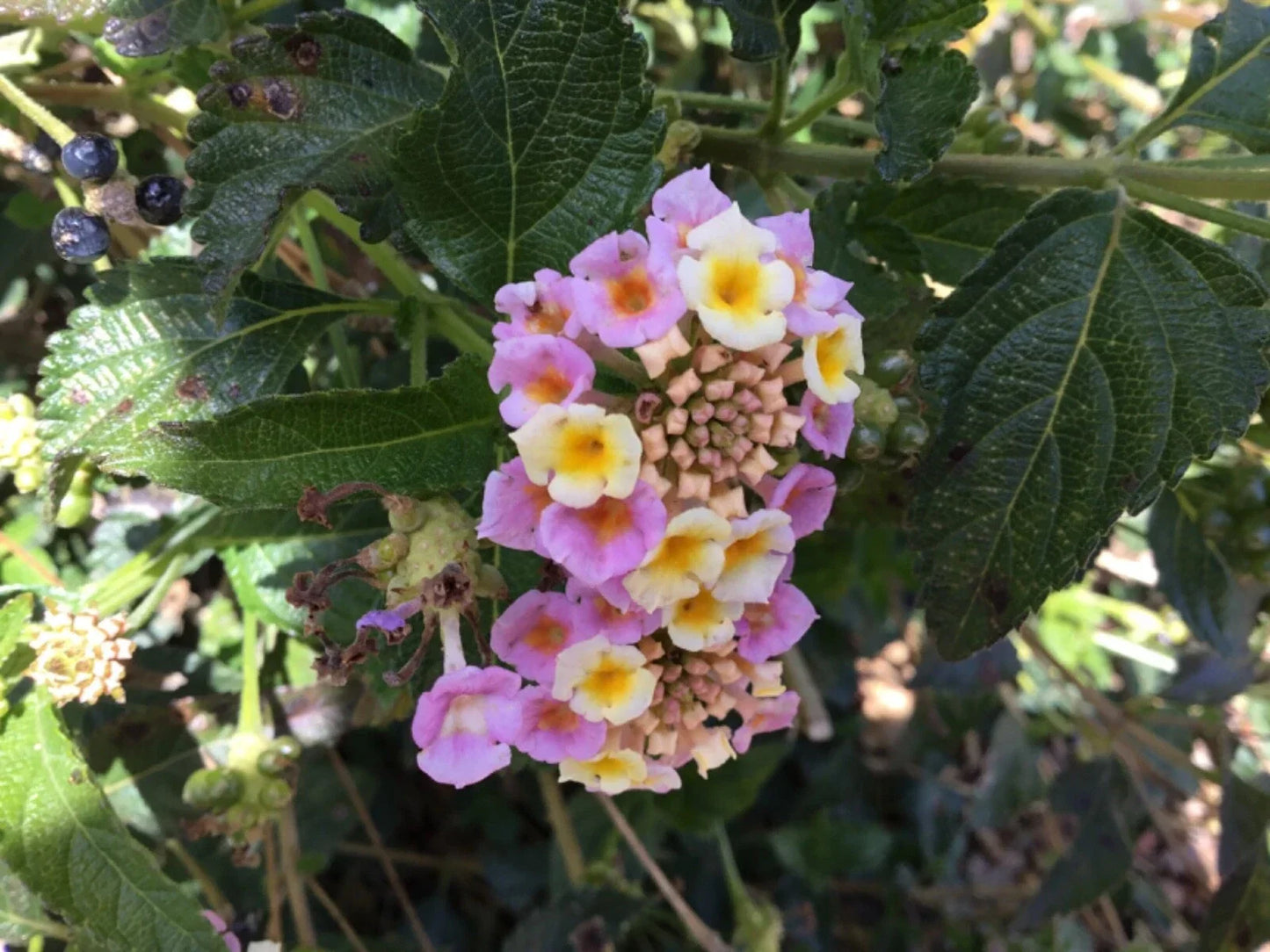 Lantana Cuttings for Rooting - Party Colors, 4-6 Inches, Lantana camara, Vibrant Butterfly Attracting Flowers