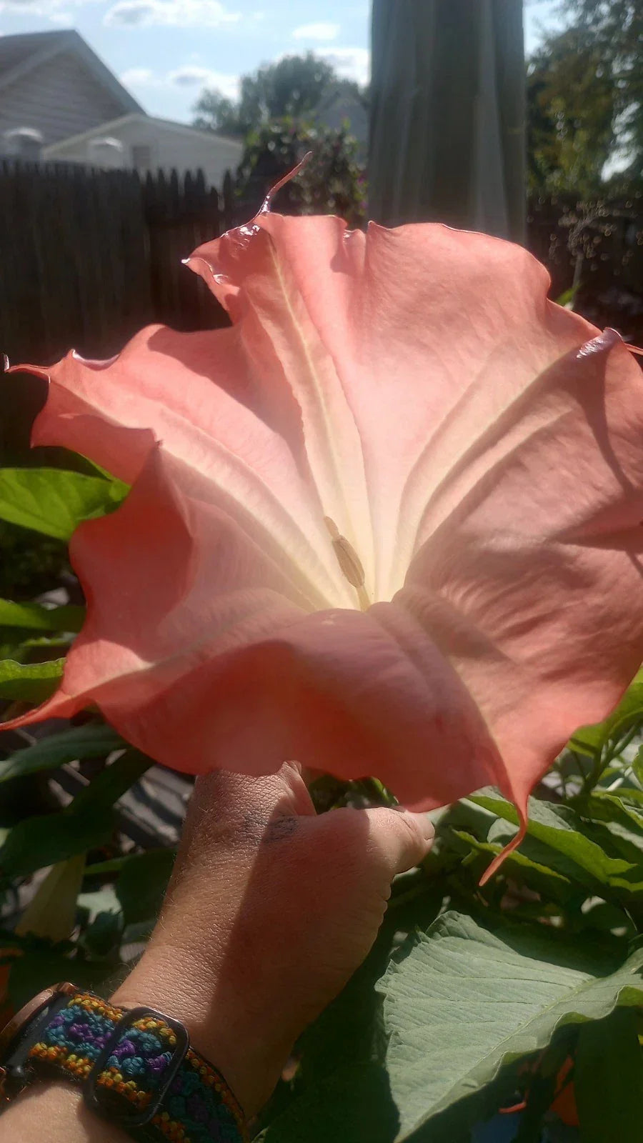 Brugmansia Angel Trumpet Live Plant Node Pink Variety - Brugmansia spp.
