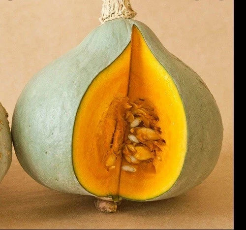 Blue Hubbard Winter Squash Seeds – Heirloom Cucurbita maxima, 10-400 Seeds for Organic Gardening
