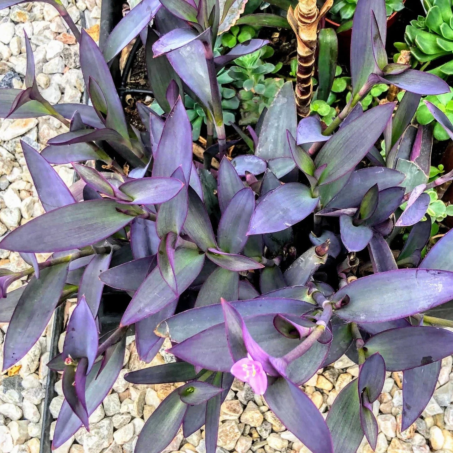 Purple Hearts Plant Cuttings - Tradescantia pallida - 5 Cuttings in 2" or 4" Pot - Wandering Jew Variety