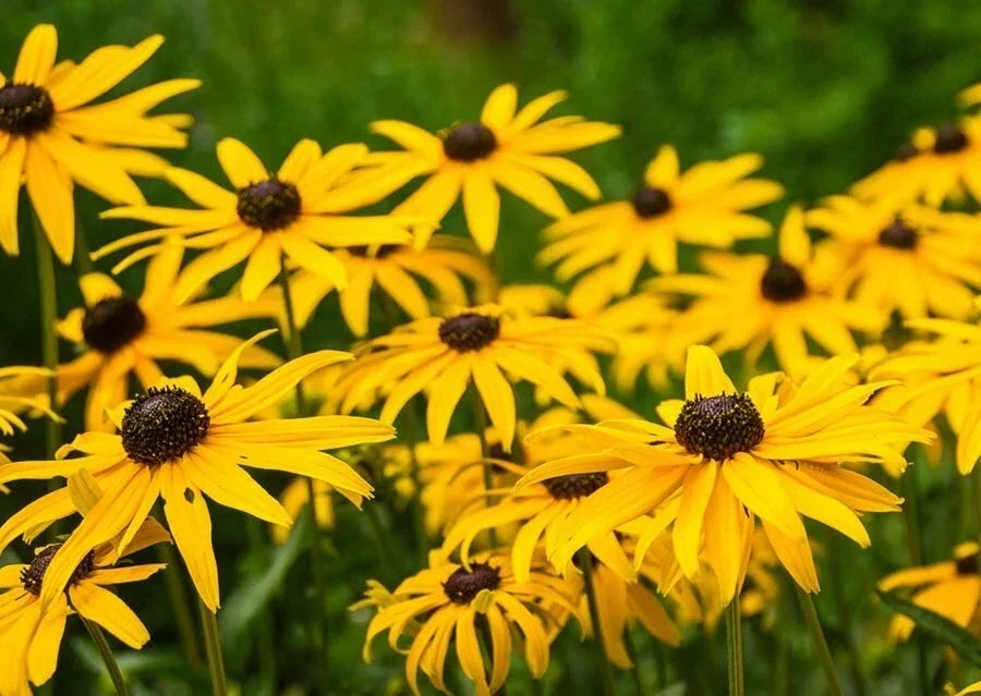 Black Eyed Susan Seeds - 1000+ Rudbeckia hirta Bright Yellow Flowers for Gardens, Borders & Wildflowers